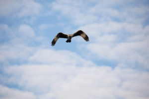 Osprey (Pandion haliaetus) in flight, Finland Osprey (Pandion haliaetus) in flight, Finland