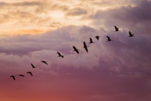 Crane birds in flight, evening, sunset color cloudy sky, Finland Crane birds in flight, evening, sunset color cloudy sky, Finland