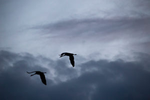 Crane birds in flight, evening, dark sky, Finland Crane birds in flight, evening, dark sky, Finland