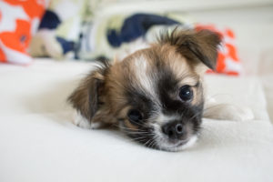 Chihuahua puppy, longhaired on the bed with pillows, close-up Chihuahua puppy, longhaired on the bed with pillows, close-up