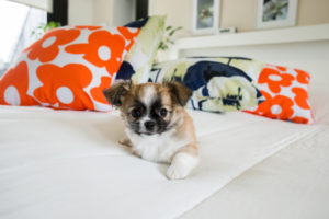 Chihuahua puppy, longhaired on the bed with pillows Chihuahua puppy, longhaired on the bed with pillows
