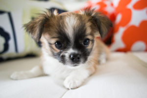 Chihuahua puppy, longhaired on the bed with pillows Chihuahua puppy, longhaired on the bed with pillows