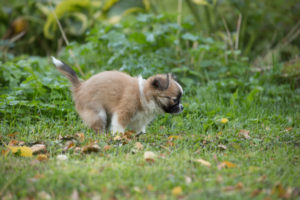 Chihuahua puppy, longhaired, poop in garden, fall, Finland Chihuahua puppy, longhaired, poop in garden, fall, Finland
