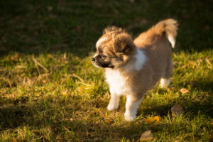 Chihuahua puppy, longhaired, garden, Finland Chihuahua puppy, longhaired, garden, Finland