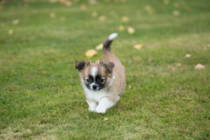 Chihuahua puppy, longhaired, running towards, garden, autumnal scene, Finland Chihuahua puppy, longhaired, running towards, garden, autumnal scene, Finland