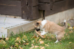 Chihuahua puppy, longhaired, sniff, mushroom, garden, autumnal scene, Finland Chihuahua puppy, longhaired, sniff, mushroom, garden, autumnal scene, Finland