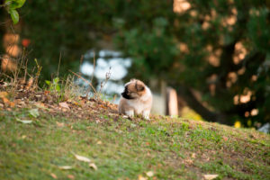 Chihuahua puppy, longhaired, garden, autumnal scene, Finland Chihuahua puppy, longhaired, garden, autumnal scene, Finland