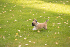 Chihuahua puppy, longhaired, runs on the lawn, autumnal scene, Finland Chihuahua puppy, longhaired, runs on the lawn, autumnal scene, Finland