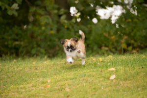 Chihuahua puppy, longhaired, running towards, garden, autumnal scene, Finland Chihuahua puppy, longhaired, running towards, garden, autumnal scene, Finland