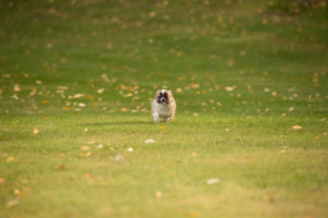 Chihuahua puppy, longhaired, running towards, garden, autumnal scene, Finland Chihuahua puppy, longhaired, running towards, garden, autumnal scene, Finland