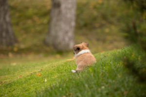 Chihuahua puppy, longhaired, sitting and wondering, garden, autumnal scene, Finland Chihuahua puppy, longhaired, sitting and wondering, garden, autumnal scene, Finland