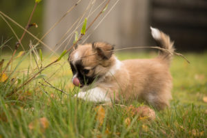 Chihuahua puppy, longhaired, garden, autumnal scene, Finland Chihuahua puppy, longhaired, garden, autumnal scene, Finland