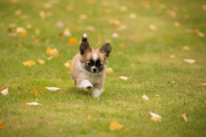 Chihuahua puppy, longhaired, running towards, garden, autumnal scene, Finland Chihuahua puppy, longhaired, running towards, garden, autumnal scene, Finland