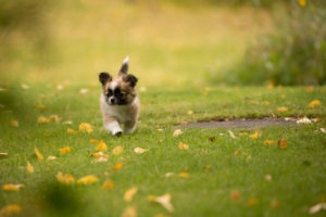 Chihuahua puppy, longhaired, walks in the garden, autumnal scene, Finland Chihuahua puppy, longhaired, walks in the garden, autumnal scene, Finland