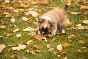 Chihuahua puppy, longhaired, sniffing, fall leaves, garden, Finland Chihuahua puppy, longhaired, sniffing, fall leaves, garden, Finland