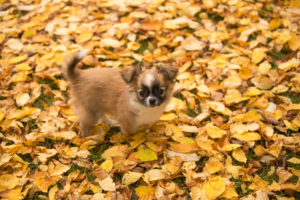 Chihuahua puppy, longhaired, fall leaves, garden, Finland Chihuahua puppy, longhaired, fall leaves, garden, Finland