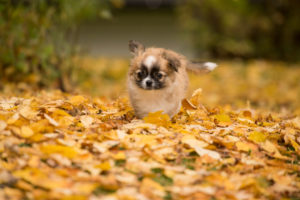 Chihuahua puppy, longhaired, autumn scene, garden, Finland Chihuahua puppy, longhaired, autumn scene, garden, Finland