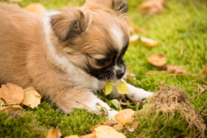 Chihuahua puppy, longhaired, curious, garden, Finland Chihuahua puppy, longhaired, curious, garden, Finland