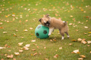 Chihuahua puppy, longhaired, playing football, Finland Chihuahua puppy, longhaired, playing football, Finland