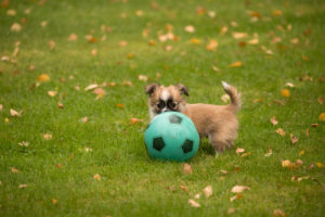 Chihuahua puppy, longhaired, play, football, outdoor Chihuahua puppy, longhaired, play, football, outdoor