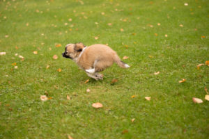 Chihuahua puppy, longhaired, running fast, green grass, outdoor, Chihuahua puppy, longhaired, running fast, green grass, outdoor,