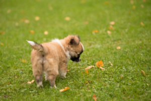 Chihuahua puppy, longhaired, curious, outdoor, grass Chihuahua puppy, longhaired, curious, outdoor, grass