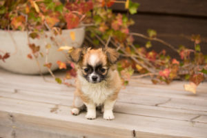 Chihuahua puppy, longhaired, eight weeks old, sitting outside on the terrace Chihuahua puppy, longhaired, eight weeks old, sitting outside on the terrace