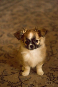 Chihuahua (longhaired) puppy, sitting on the carpet, Finland Chihuahua (longhaired) puppy, sitting on the carpet, Finland