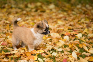 Chihuahua (longhaired) puppy, garden, autumn, Finland Chihuahua (longhaired) puppy, garden, autumn, Finland
