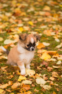 Chihuahua (longhaired) puppy, sits, garden, autumn, Finland Chihuahua (longhaired) puppy, sits, garden, autumn, Finland