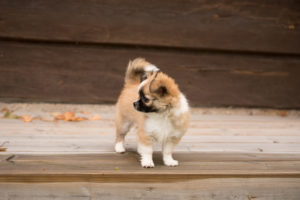 Chihuahua (longhaired) puppy, standing, outdoor, Finland Chihuahua (longhaired) puppy, standing, outdoor, Finland