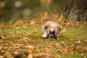 Chihuahua (longhaired) puppy, funny look, garden, autumn, Finland Chihuahua (longhaired) puppy, funny look, garden, autumn, Finland