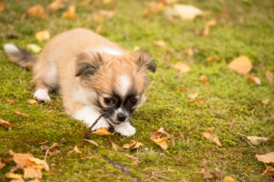 Chihuahua (longhaired) puppy, bite, stick, garden, autumn, Finland Chihuahua (longhaired) puppy, bite, stick, garden, autumn, Finland