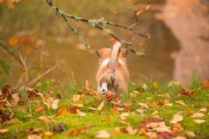 Chihuahua (longhaired) puppy, walk, explore, garden, autumn, Finland Chihuahua (longhaired) puppy, walk, explore, garden, autumn, Finland