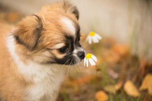 Chihuahua (longhaired) puppy, wild flower, garden, autumn, Finland Chihuahua (longhaired) puppy, wild flower, garden, autumn, Finland
