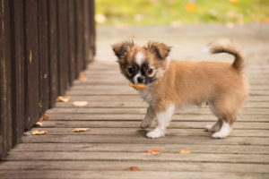 Chihuahua (longhaired) puppy, autumn, Finland Chihuahua (longhaired) puppy, autumn, Finland