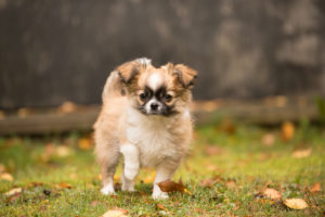 Chihuahua (longhaired) puppy, garden, autumn, Finland Chihuahua (longhaired) puppy, garden, autumn, Finland