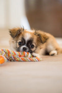 Chihuahua (longhaired) puppy with toy Chihuahua (longhaired) puppy with toy