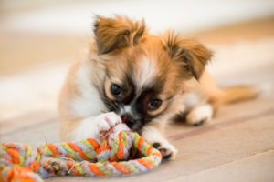 Chihuahua (longhaired) puppy with toy Chihuahua (longhaired) puppy with toy