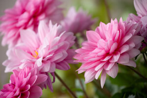 Pink Dahlia flower in full open, close-up