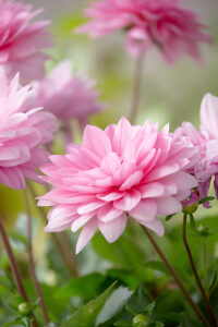 Dahlia flower, pink petals, close-up