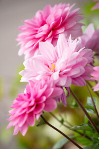 Dahlia flower, pink petals, close-up