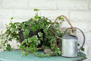 Garden table, flower pot with ivy plant, watering can