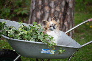 Chihuahua, longhaired, sit with ivy in a wheelbarrow