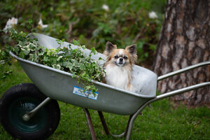 Chihuahua, longhaired, sit, ivy, wheelbarrow