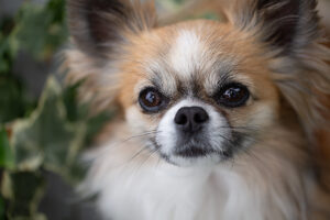 Chihuahua, longhaired, dog portrait