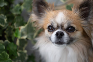 Chihuahua, longhaired, dog portrait