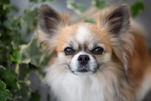Chihuahua, longhaired, dog portrait