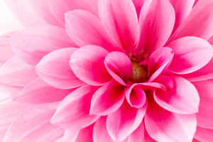 Pink Dahlia flower in full open, close-up
