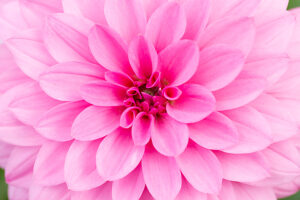 Pink Dahlia flower in full open, close-up